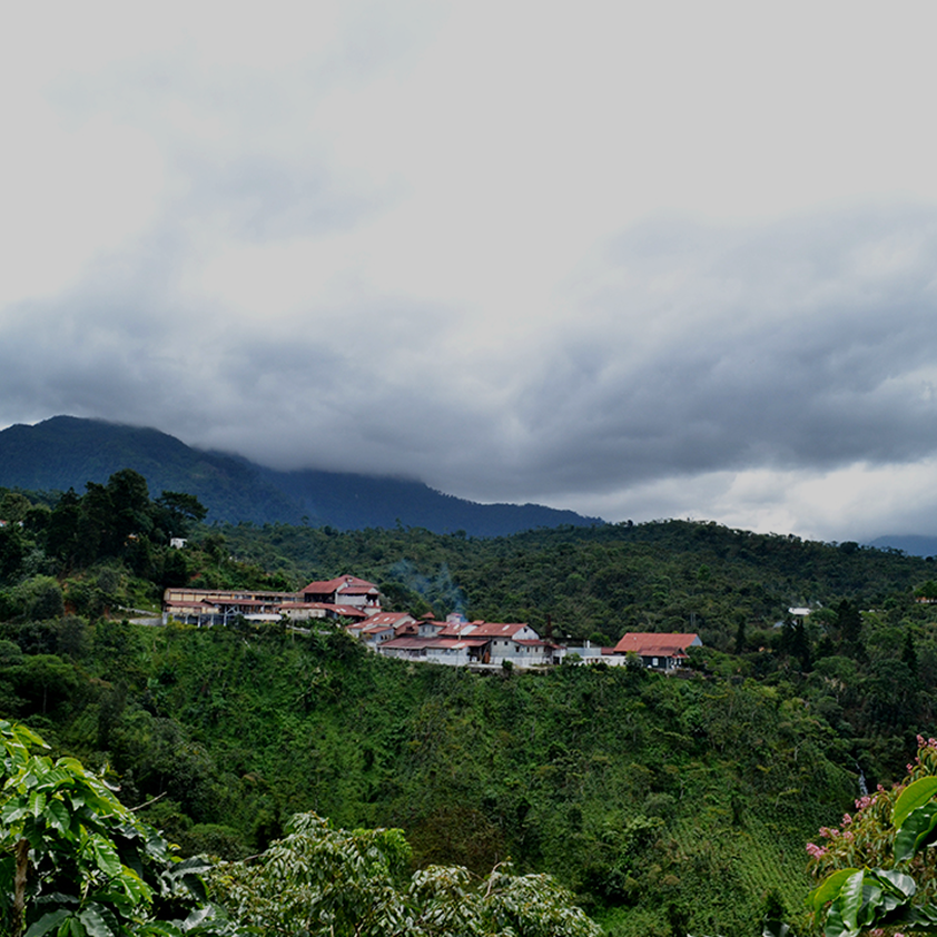 Montaña cafetalera